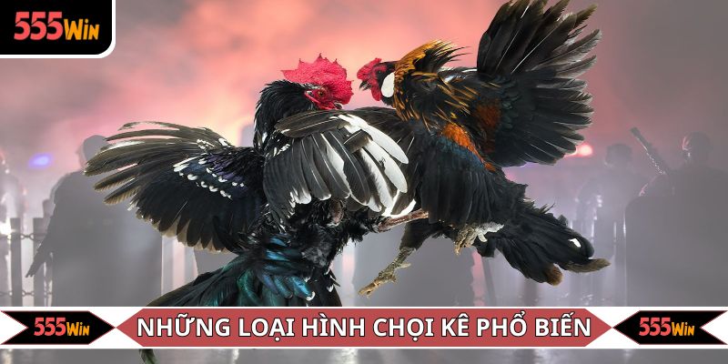 Điểm qua một số hình thức đá gà 555WIN nổi bật