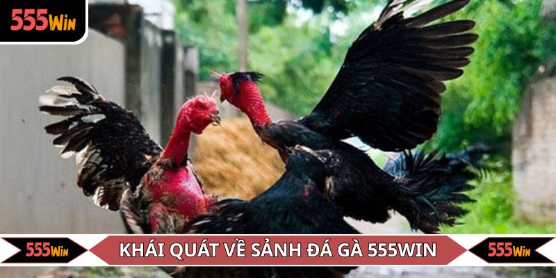 Khám phá sơ lược sảnh đá chọi kê hàng đầu hiện nay