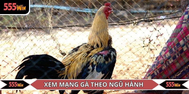 Chiến kê mệnh mộc thường phát triển tốt