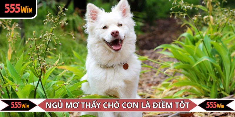 Ngủ mơ thấy chó con là điềm tốt