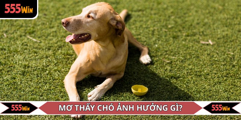 Mơ thấy chó có ảnh hưởng đến đời sống không?