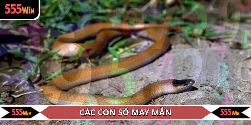 Các con số may mắn đi kèm với giấc mộng thấy rắn