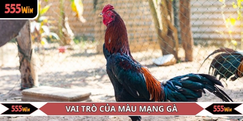 Tầm quan trọng của màu mạng gà