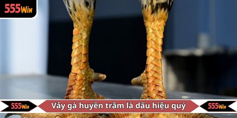 Vảy gà huyền trâm là dấu hiệu quý hiếm của thần kê